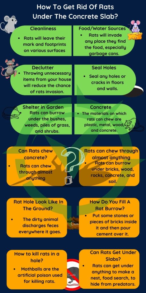 How To Get Rid Of Rats Under The Concrete Slab [Top 6 Tips]